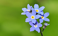 Forget-Me-Nots